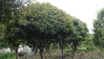 桂花树的作用和生长习性