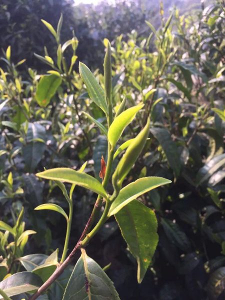 為什么古樹普洱春茶這么受追捧？