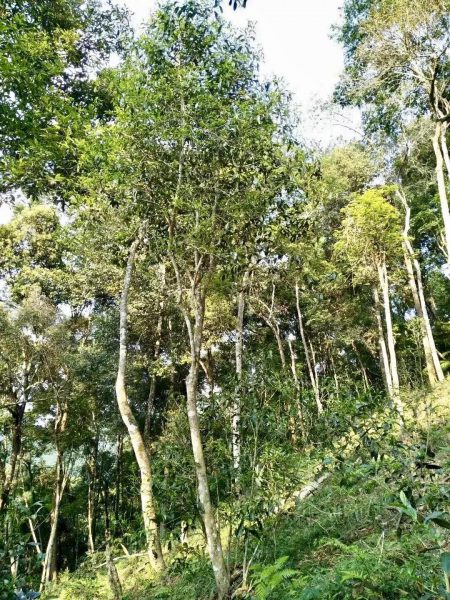 你喝不出來(lái)的“高桿古樹(shù)”或許就是一個(gè)偽概念、偽命題