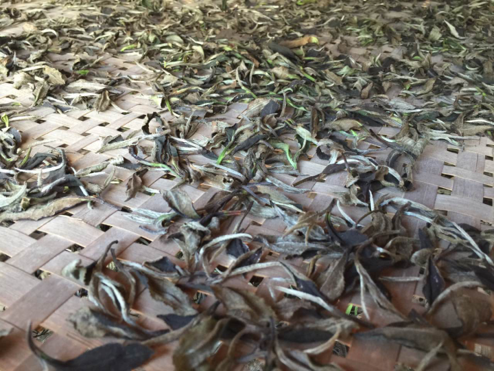 2020年普洱春茶的故事你想好了嗎？