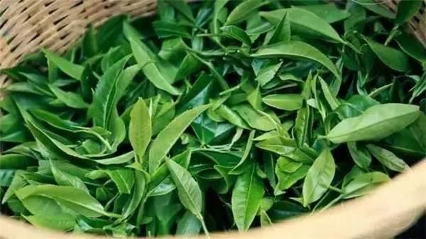 2021年曼秀古樹茶，易武的超級黑馬