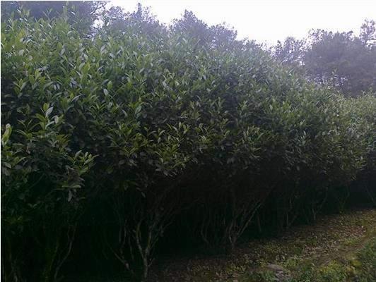 陳財(cái)制茶：我們是如何茶廠(chǎng)選址的