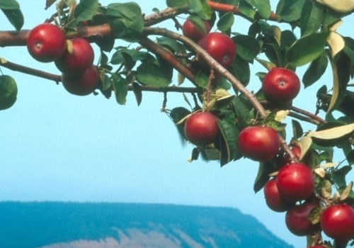 山楂配什么泡水最好 哪些人不能吃