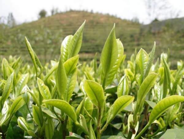 春茶到底好在哪里？