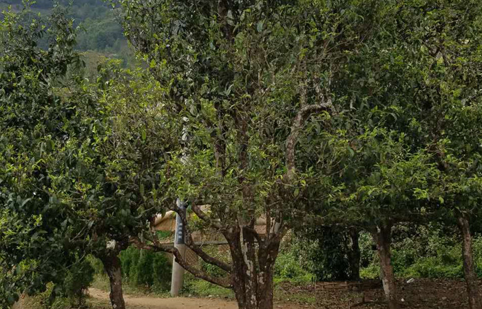 2021年冰島老寨秋茶口感特點(diǎn)？