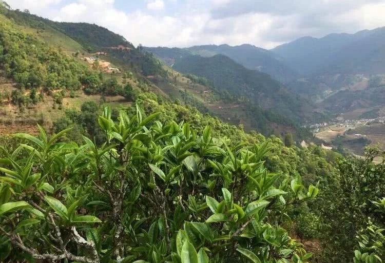 2021年冰島秋茶，你所需要知道的七個(gè)事實(shí)