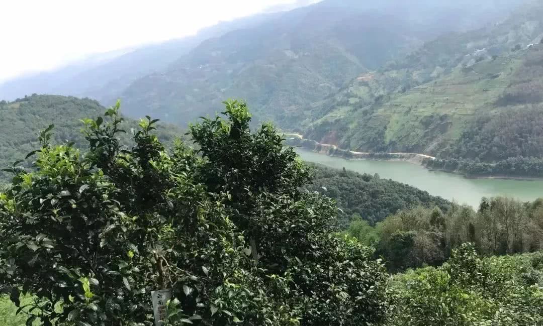 2021年單論茶氣，冰島也不如它-磨烈古樹秋