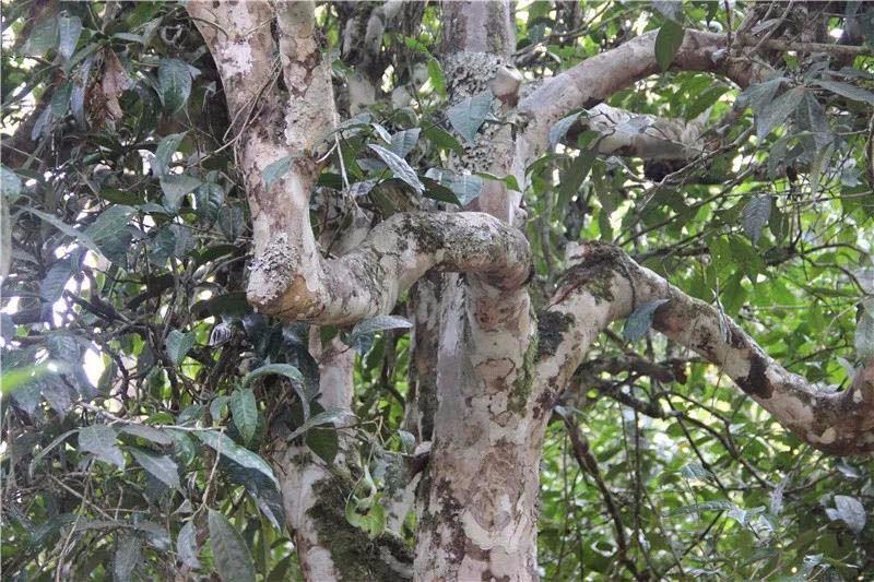 2021小戶賽古樹秋茶與冰島茶哪里不一樣？