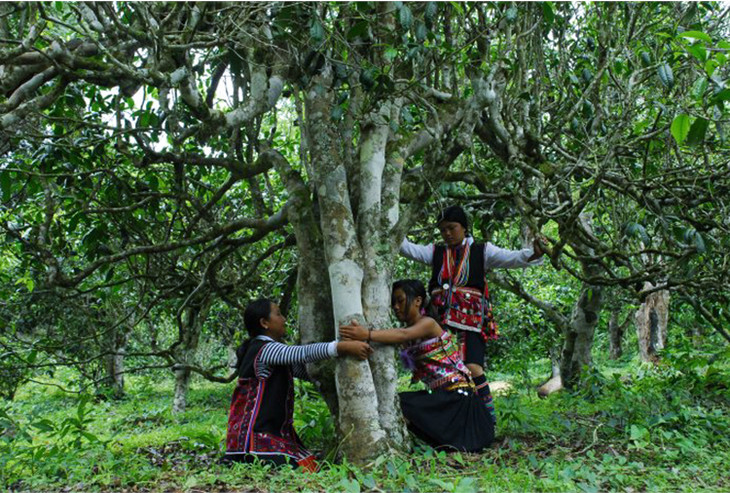 2021年大戶賽古樹秋茶品鑒！