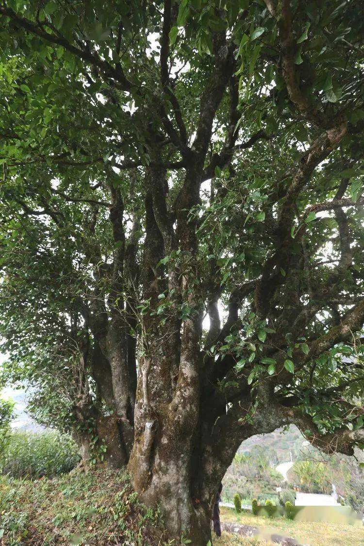 2021臨滄大戶賽秋茶因何被稱為潛力股？