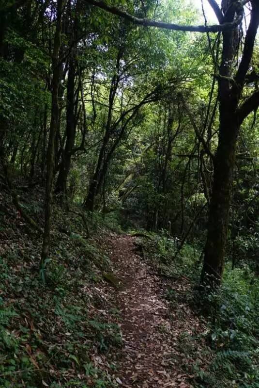 2021年大戶賽古樹秋茶價(jià)格是多少？