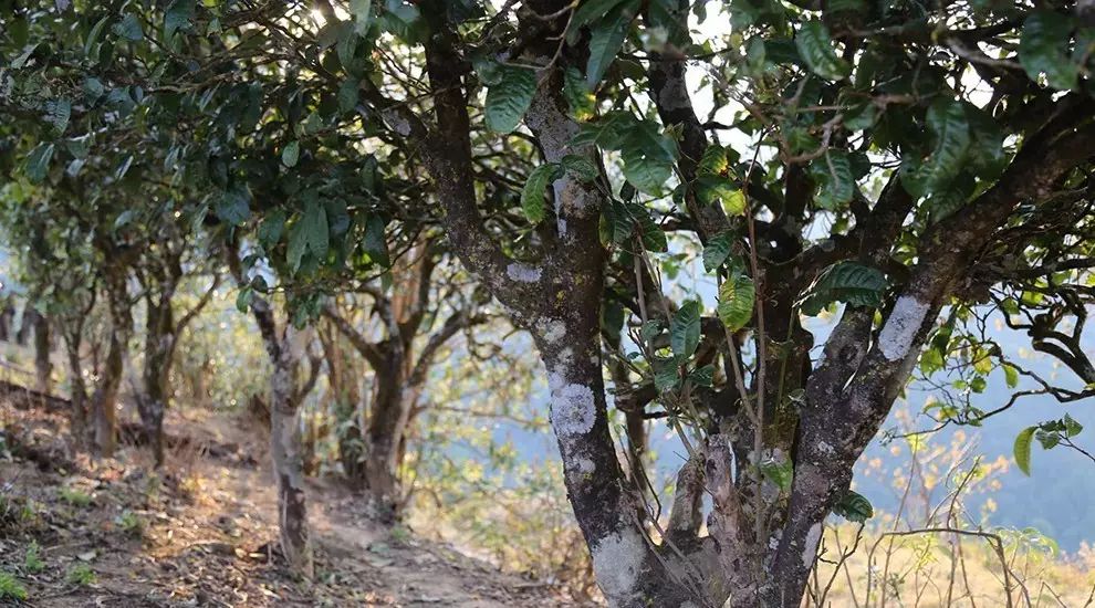 2021年大雪山古樹秋茶口感品鑒？
