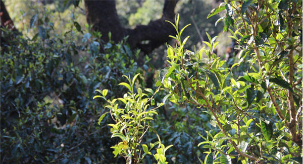 2021大雪山古樹秋茶香甜順滑！