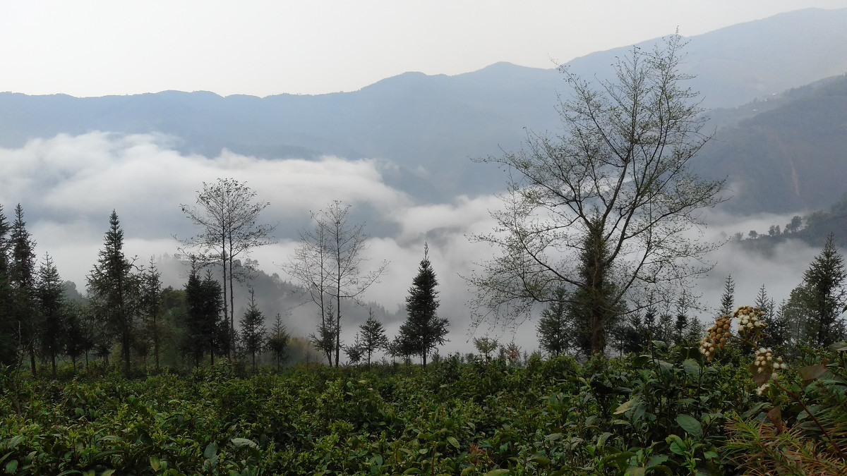 2021年大雪山古樹秋茶價(jià)格是多少?