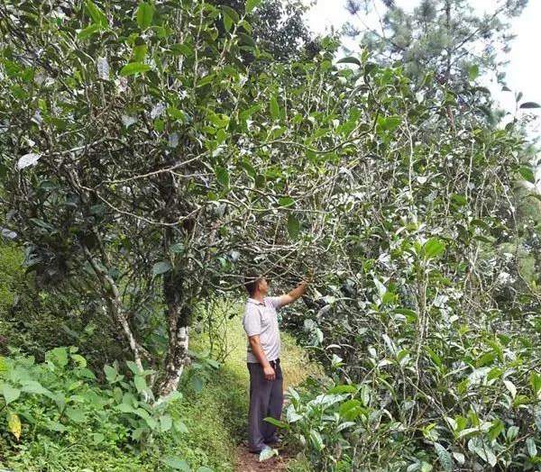 2021壩糯古樹秋茶藤條茶！不是樹種，而是這樣形成的！