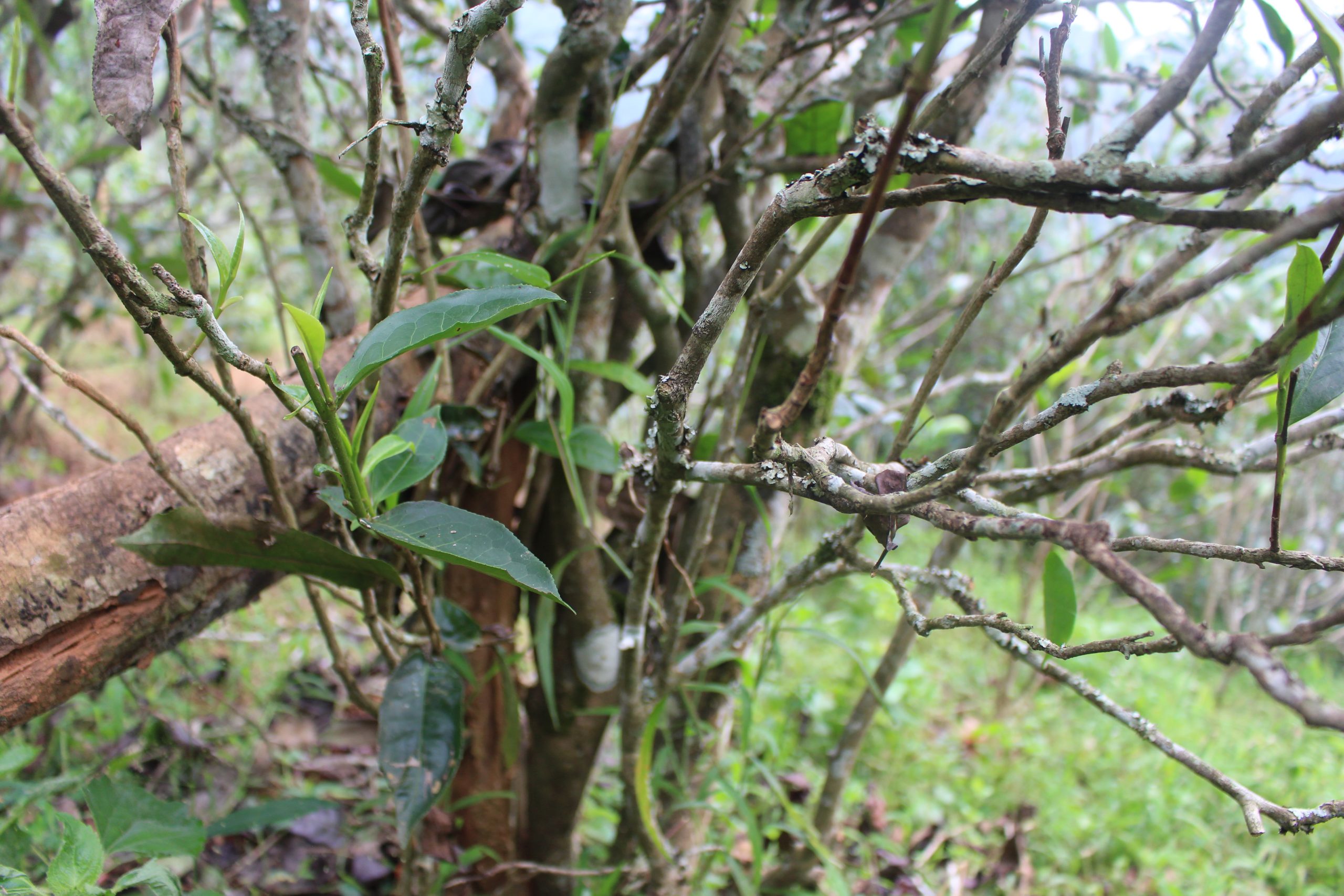 2021年壩糯古樹秋茶價格多少？