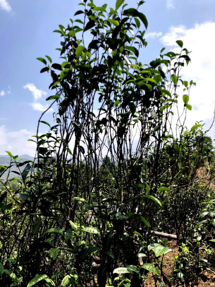 2021年壩糯古樹秋茶品鑒！