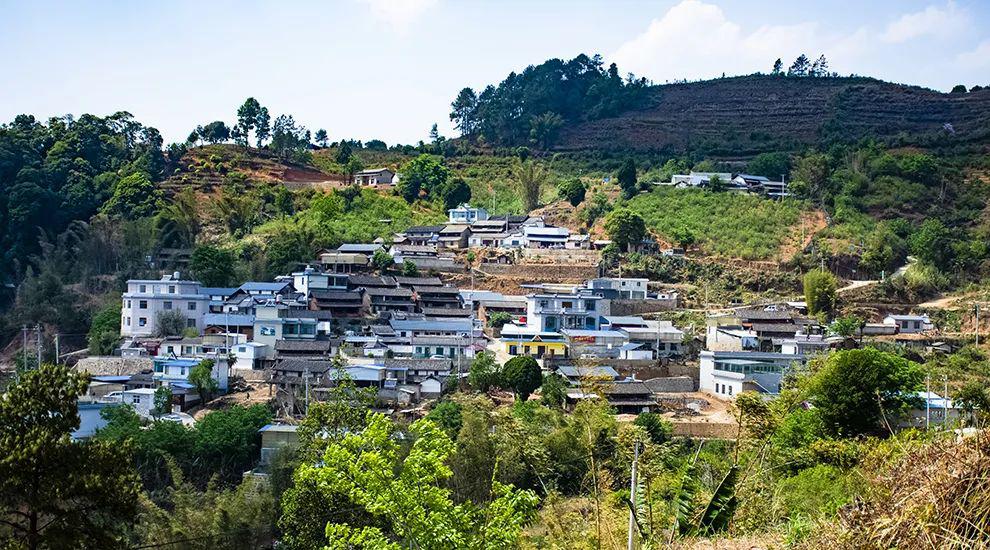 2021年正氣塘古樹秋茶為何號(hào)稱小冰島？