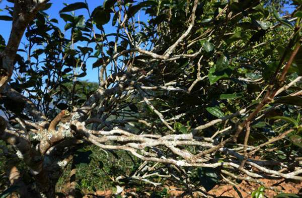 2021年正氣塘古樹秋茶花蜜香氣盈盈，冰糖甜韻深邃！