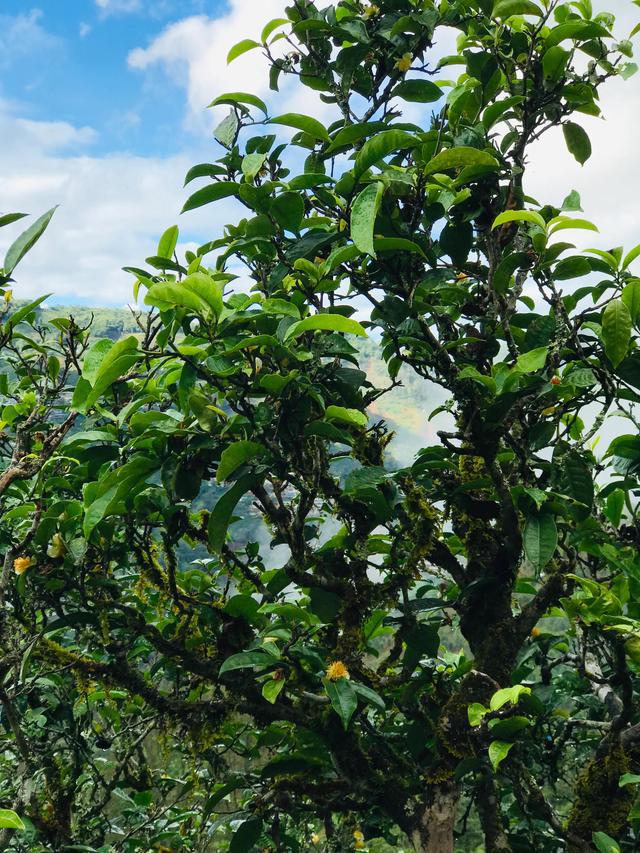 2021年冰島南迫古樹秋茶茶園詳解！