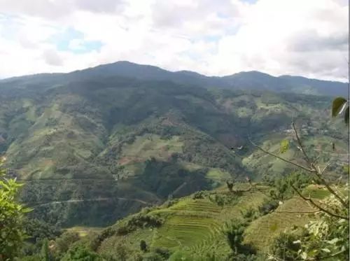 2021年冰島南迫古樹秋茶價(jià)格是多少？