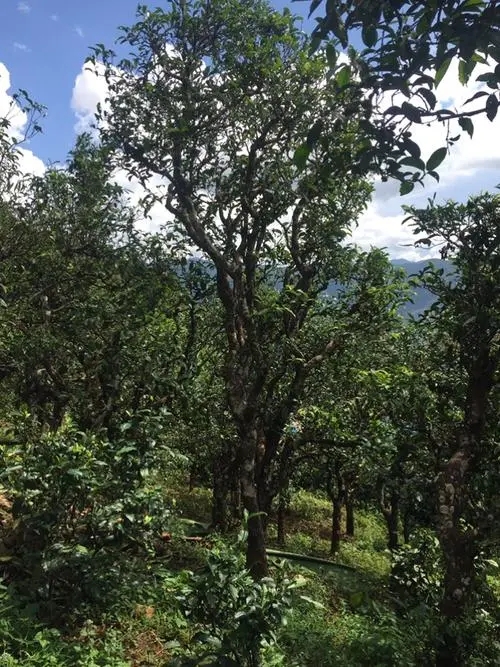 2021年冰島地界古樹(shù)秋茶特點(diǎn)？