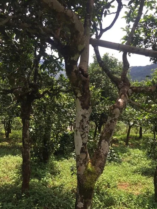 2021年冰島地界古樹秋茶口感？