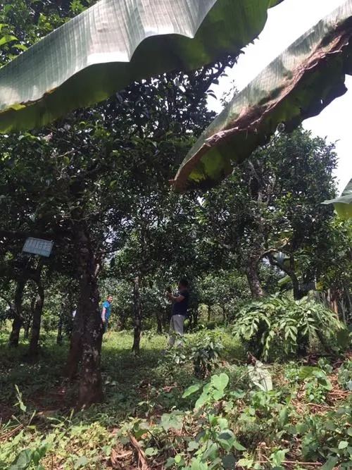 2021年冰島地界古樹秋茶特征詳解！