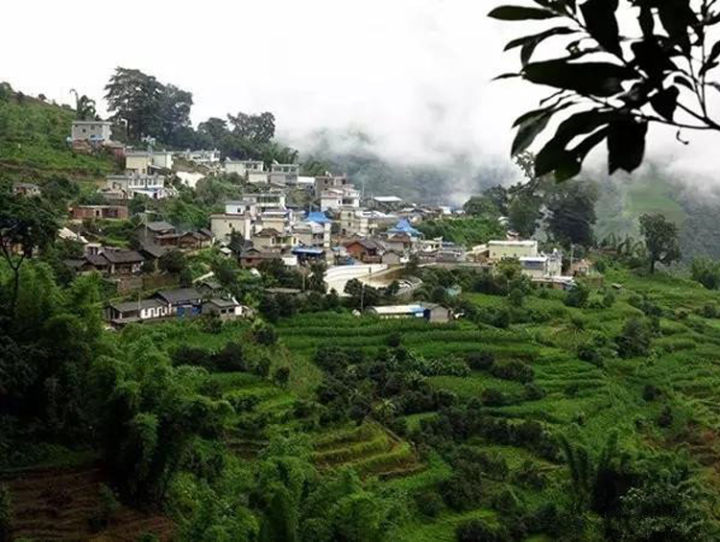 2021年冰島壩歪古樹秋茶口感？