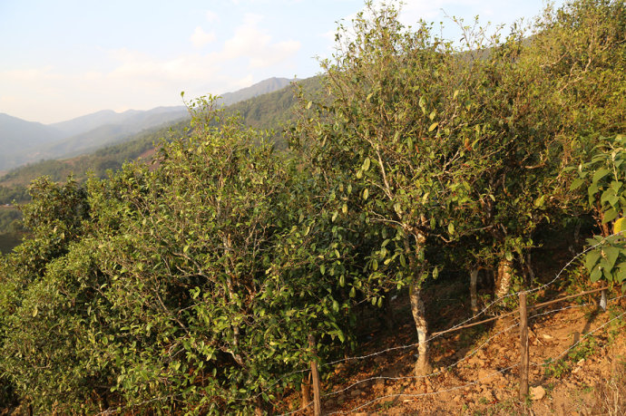 2021冰島壩歪古樹秋茶口感最接近冰島老寨！