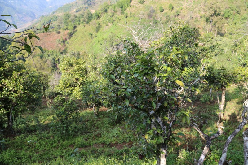 2021年冰島壩歪古樹秋茶，飲盡蘭花香，舒心又暢懷