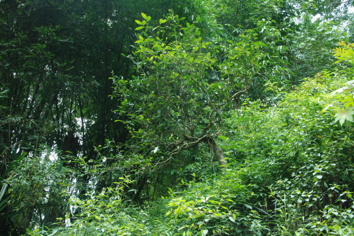 2021年冰島糯伍古樹秋茶| 甜出新高度，融在心底間~