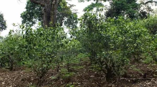 2021年冰島糯伍古樹秋茶多少錢一公斤？