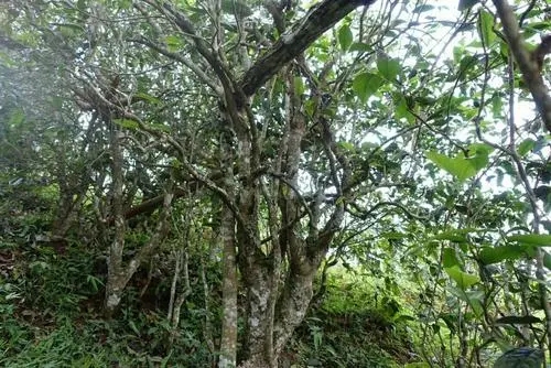 2021年昔歸古樹秋茶特點是什么？