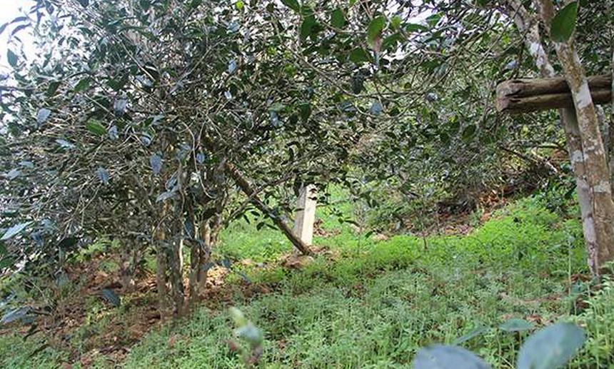 2021年昔歸古樹秋茶口感是什么？