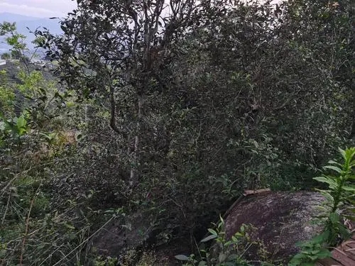 2021年那罕古樹秋茶價格是多少？