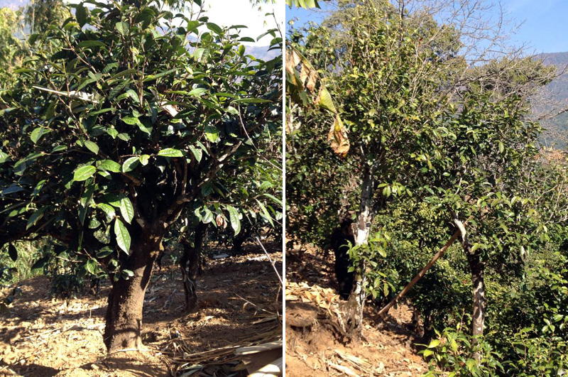 2021年忙肺古樹秋茶特點是什么？