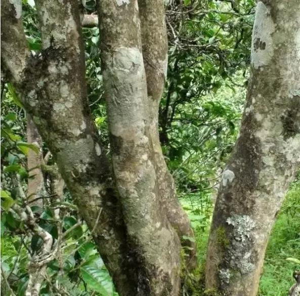 2021年忙肺古樹秋茶多少一公斤？