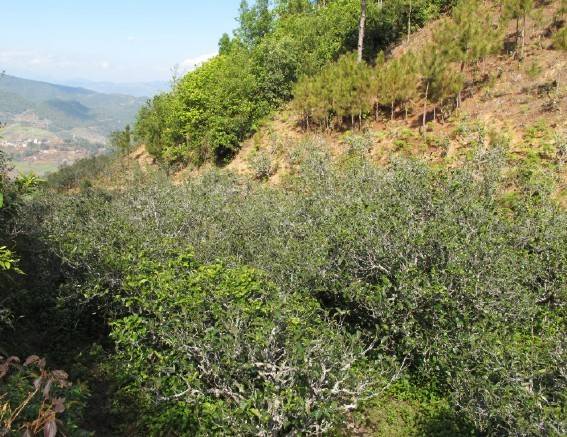 2021年梅子箐古樹秋茶特點(diǎn)是什么？