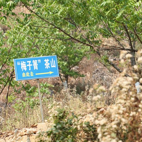 2021年梅子箐古樹秋茶口感！