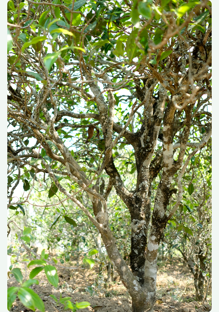 2021梅子箐古樹秋茶甜如冰島、香似昔歸:人間三月,怎么少得了梅子箐?