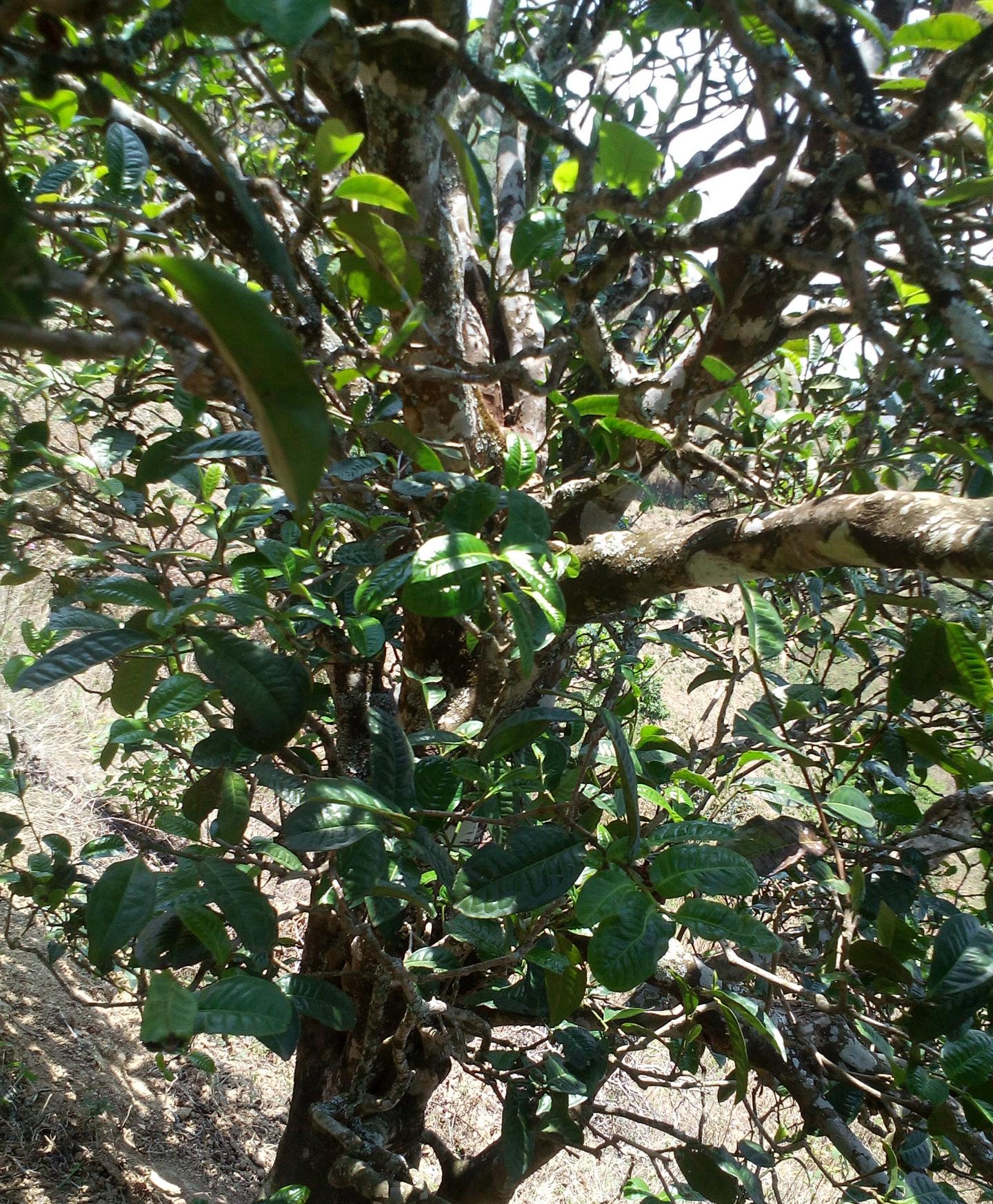 2021年巖子頭古樹秋茶特點(diǎn)？