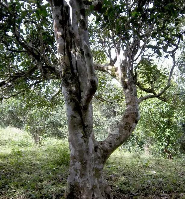 2021年巖子頭古樹秋茶，亂石出好茶！