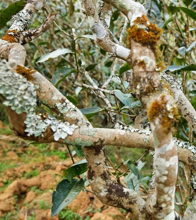 2021年巖子頭古樹秋茶多少錢一公斤？