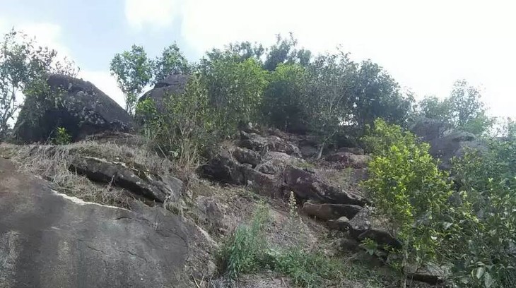 2021年巖子頭古樹秋茶內(nèi)含物質(zhì)可以和昔歸古樹毛茶相娉美·！