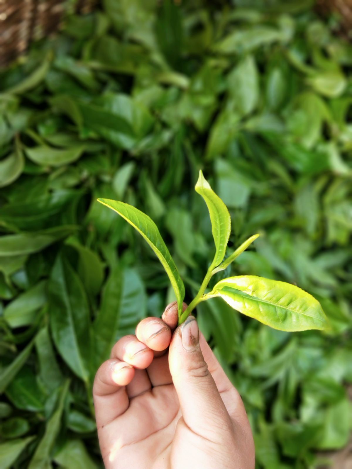 2021年馬鞍山古樹秋茶特點(diǎn)是什么？