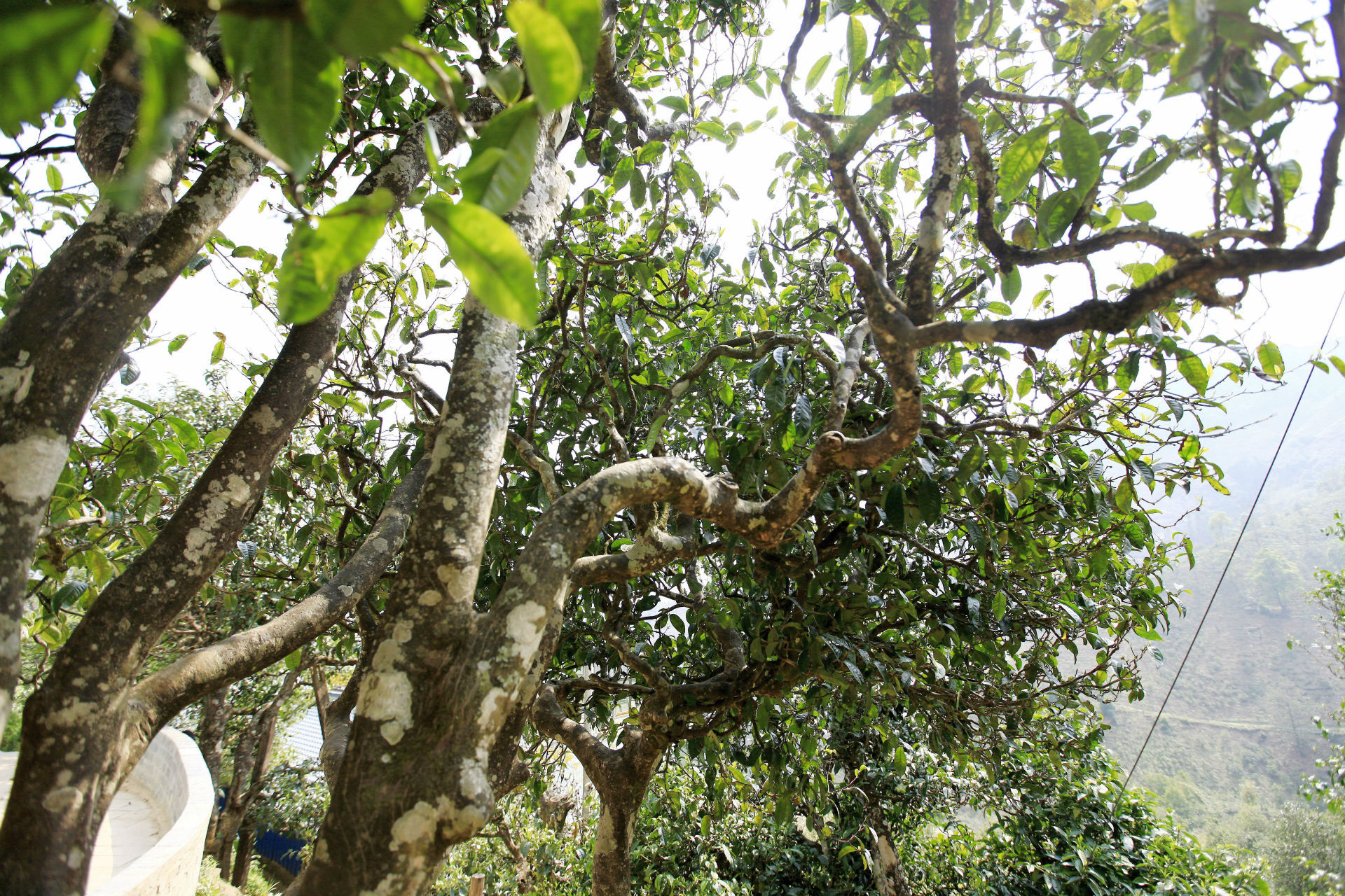 2021年馬鞍山古樹秋茶價值如何？