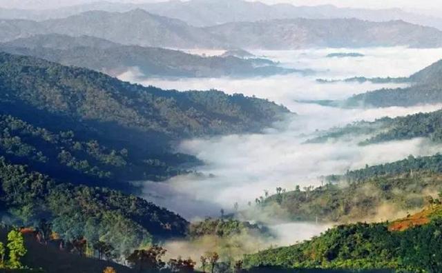 2021白鶯山古樹秋茶特點(diǎn)？