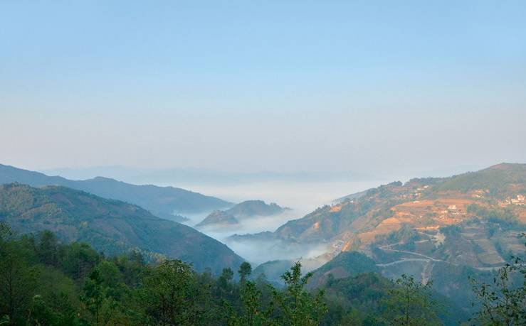 2021年白鶯山古樹秋茶白鶯聚居之地，普洱茶樹的天堂