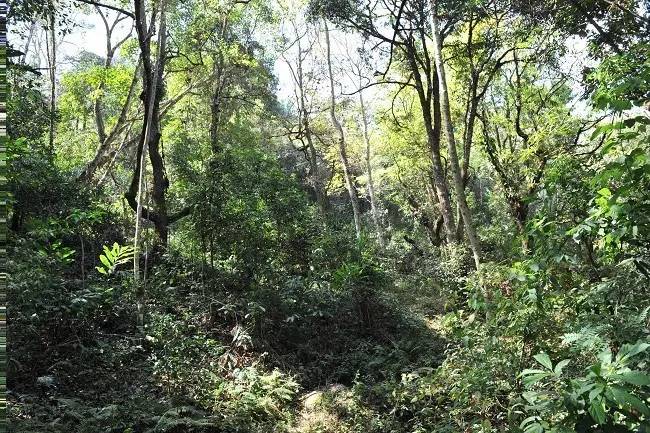 2021年老班章古樹秋茶特點？